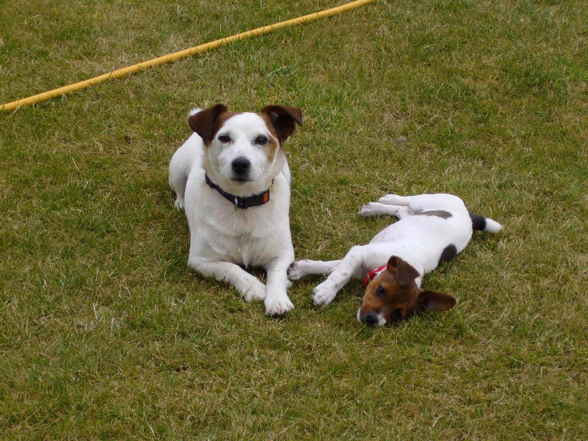 Kozee Kennels Luxury Dog Boarding Kennels in Staffordshire